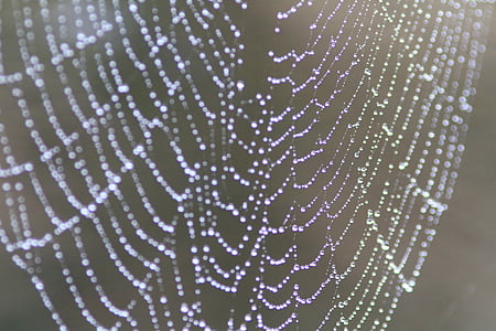 Close-up, Cobweb, embun, pola, jaring laba-laba, perangkap, Web