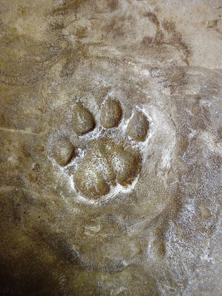 tracks, footprint, wild feet, animal foot, felids, fox
