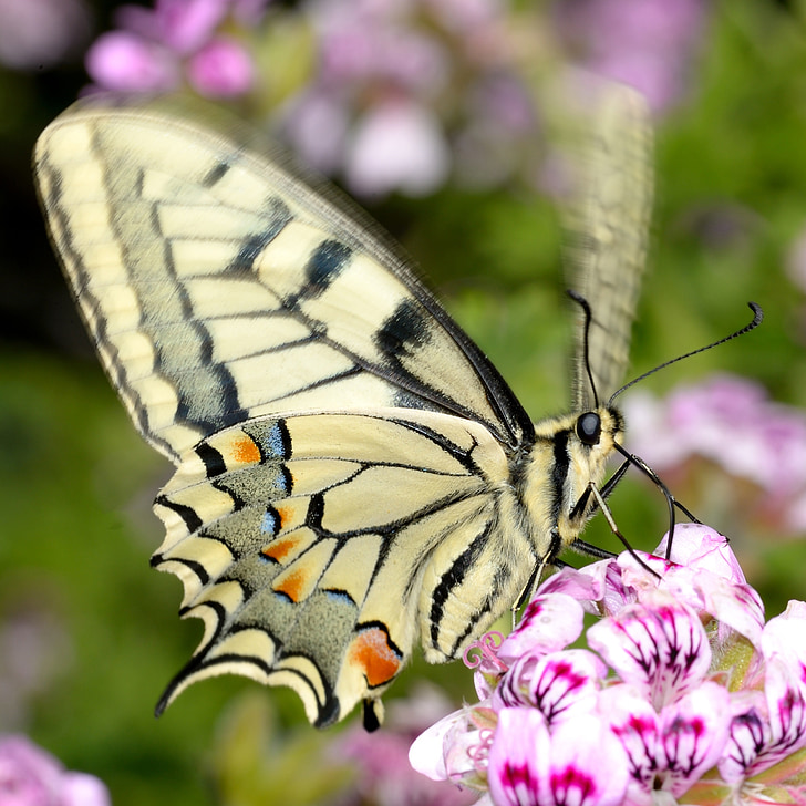 Papilio, machaon, Pelargonium, graveolens, vlinder, koninginnenpage, macaon