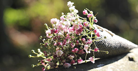 Borsa gypsofilia semi, Gypsophila, Borsa, fiore ornamentale, pianta ornamentale, fiori, natura