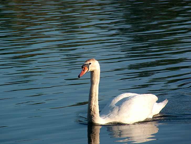 swan, animal, water bird, nature, bird, animal world, water