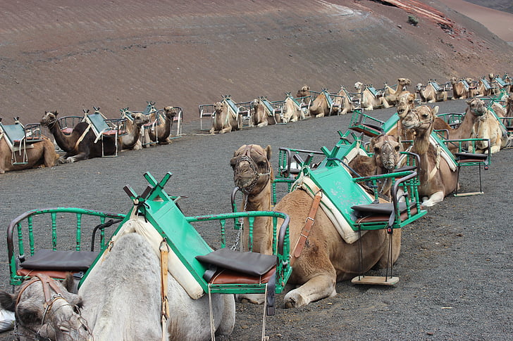 chameaux, train de chameau, Maroc, Tourisme, animal, l’Afrique, nature