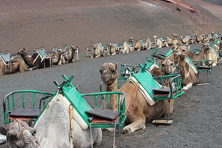 camelos, trem de camelo, Marrocos, Turismo, animal, África, natureza