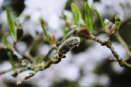 laidun, Willow tree, vihreä, oksat, Luonto, itkuraita, kevään