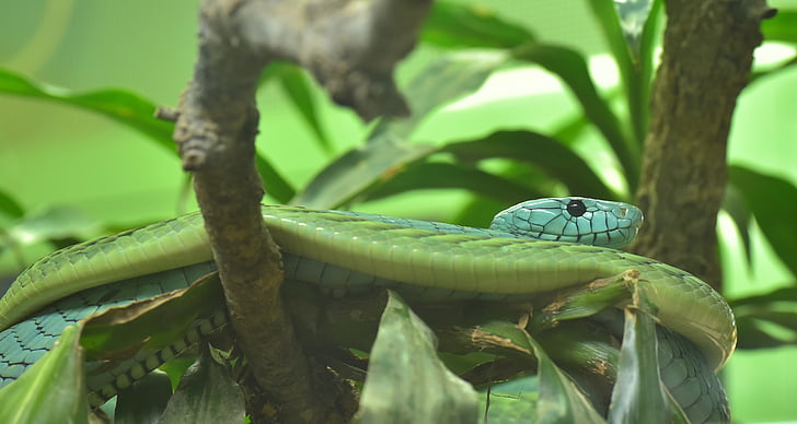 Groene mamba, Dendroaspis viridis, echt giftige slangen, slangen - en viper-achtige, Elapidae, Mamba, gifttig