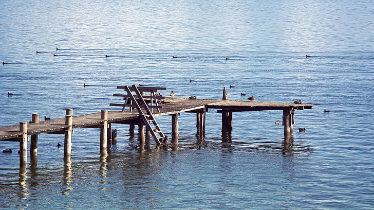 web, 浮桥, 水, 湖, 鸭子, 休息, 沉默