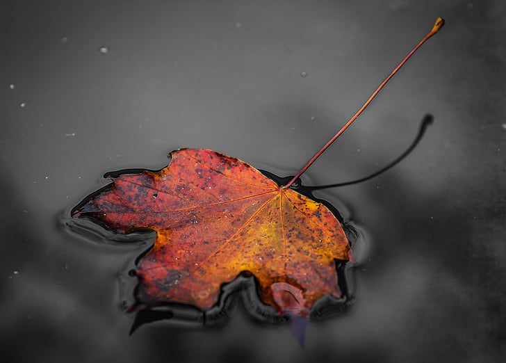 lišće, jesen, priroda, Jesenski list, jesenje boje, jesenje raspoloženje, Sezona
