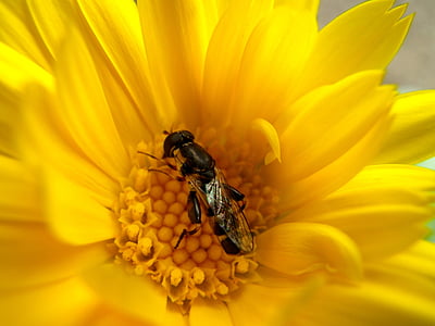 macro, wasp, insect, flower, yellow