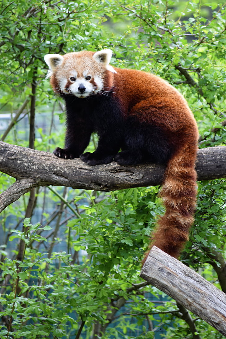 κόκκινο panda, Χαριτωμένο, σπάνια, κόκκινο, Panda, Βιέννη, Ζωολογικός Κήπος