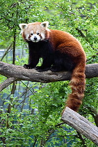 panda vermell, valent, rares, vermell, colla, Viena, zoològic