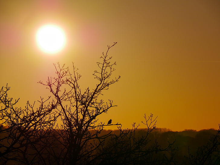 päike, lind, linnud puu, Wildlife, Sunset, Waxwing, soe