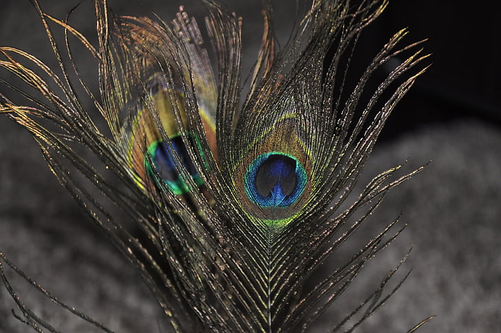pluma del pavo real, macro, pluma, pavo real, colorido, patrón de, diseño