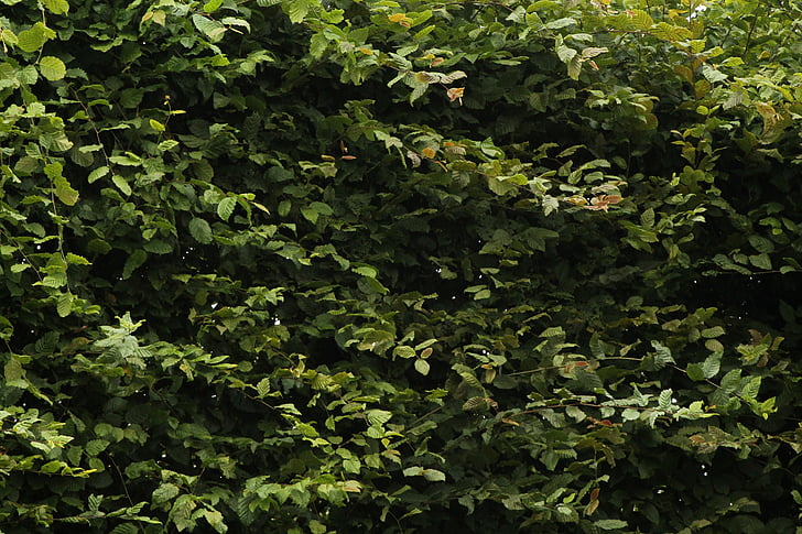 skov, grøn, blad, natur