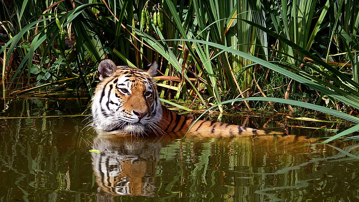 tiger, cat, zoo, animal, wildlife, carnivore, bengal Tiger