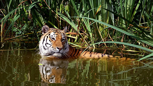 Tygr, kočka, Zoo, zvíře, volně žijící zvířata, masožravec, Bengálský tygr