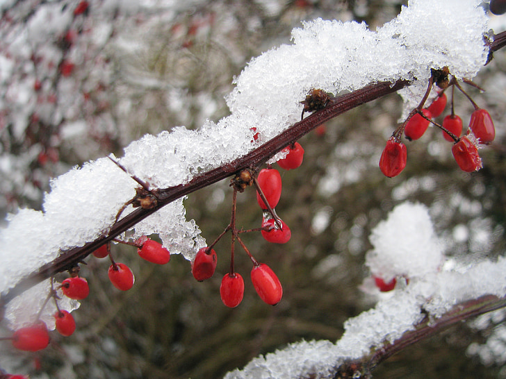 winter, snow, berries, red, white, wintry, thorns
