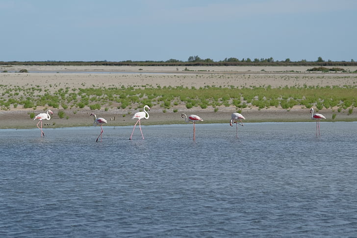 flamingos, água, Camarque, França, vida selvagem, pássaro, selvagem