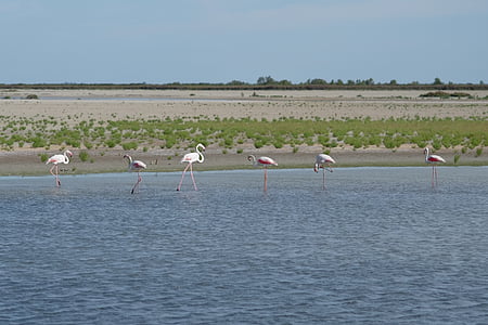 Flamingó, víz, camarque, Franciaország, vadon élő állatok, madár, vadon élő