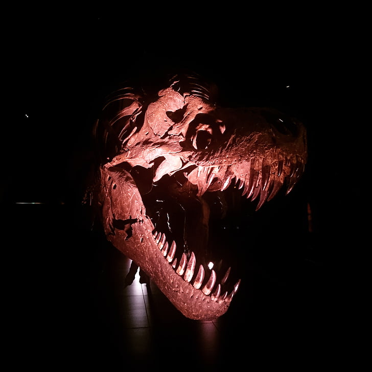 dinosaurie, arkeologi, museet, Spanien