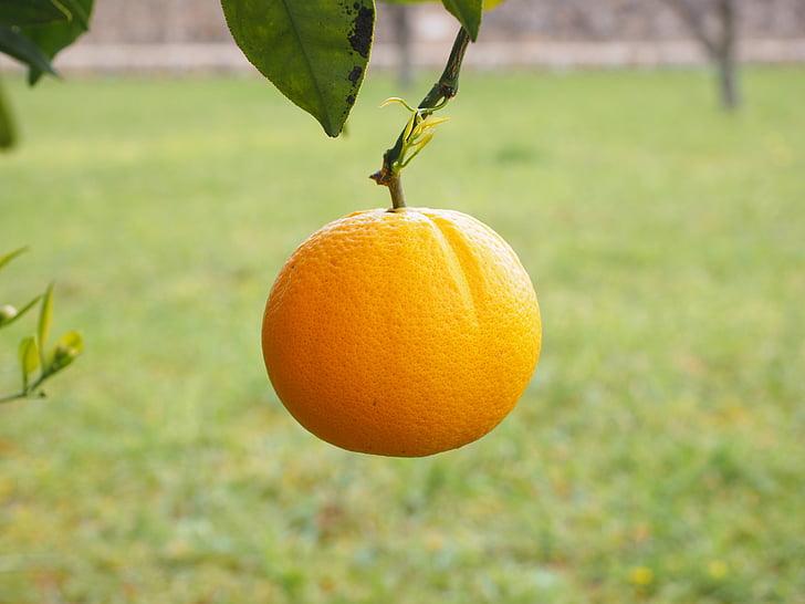 oranssi, hedelmät, appelsiinipuu, puu, Talvikki, Citrus, Diamond vihreä