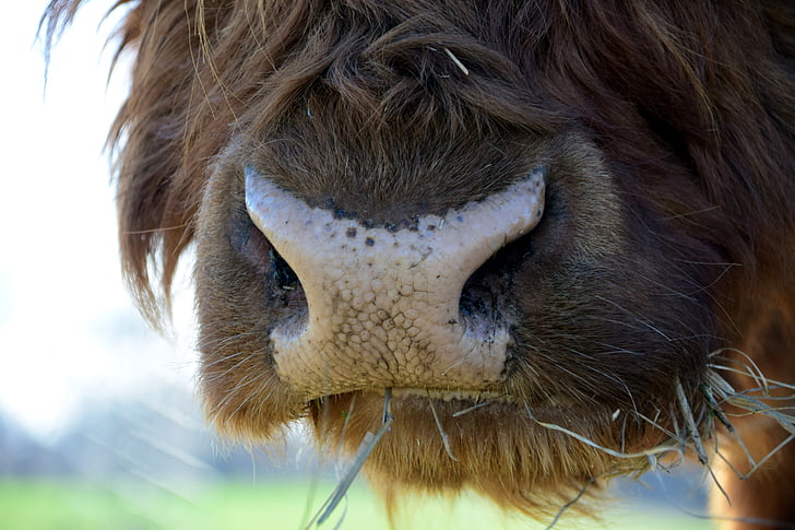 snout, close, animal, beef, highland beef, hay, eat