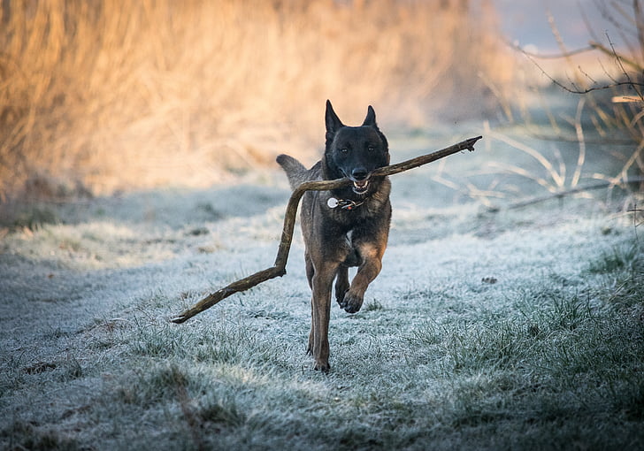 Race, Malinois, belgisk vallhund, hund springa, vinter, kalla, golv