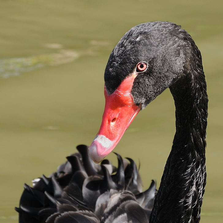 black swan, bird, animal