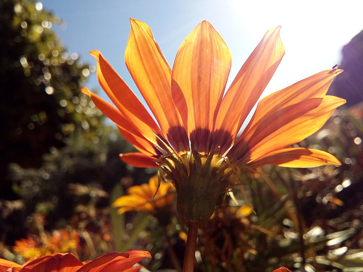 Дейзи, цвете, небе, Ориндж, листенца, едър план, слънце