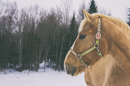 cavall, neu, fred, Québec, Canadà, l'hivern, animals domèstics