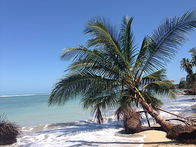 Costa rica, Pura vida, Trung Mỹ, rừng, màu xanh lá cây, cây, Palm