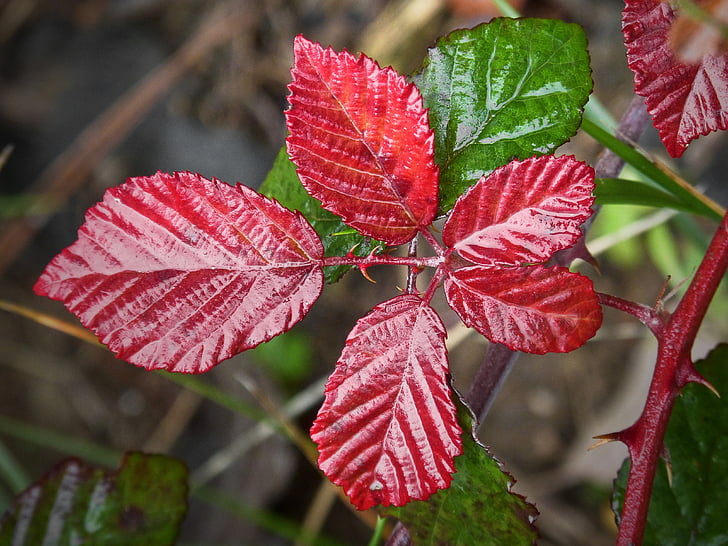 leaf, red leaf, moisture, blackberry, autumn, day, nature