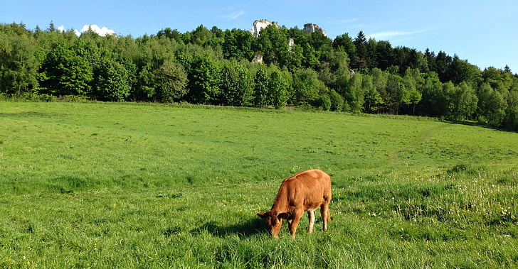 mucca, animale, terreno da pascolo, prato, erba, verde, paesaggio