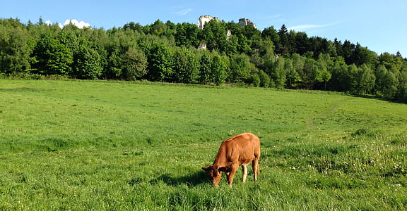 karvė, gyvūnų, ganyklos, pieva, žolės, žalia, kraštovaizdžio