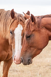 ló, szaglász, szerelem, állat, barna, lovas, Ranch