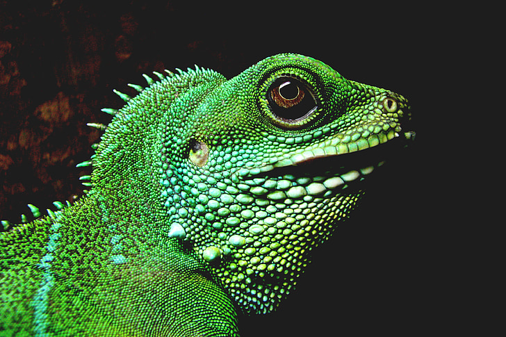 rèptil, Iguana verda, llangardaix, animal, vida silvestre, natura, tropical