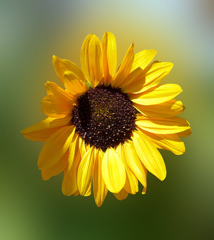 Sun flower, Słońce, kwiat, kwiat, Bloom, żółty, Latem