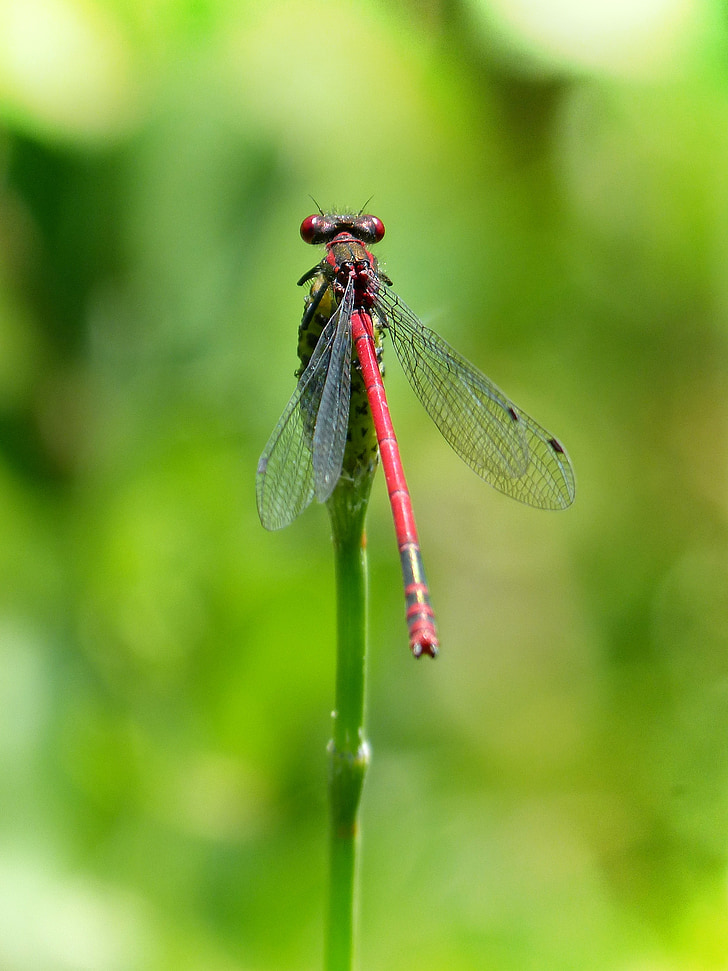 dragonfly, stem, red dragonfly, flying insect, pyrrhosoma nymphula, wetland