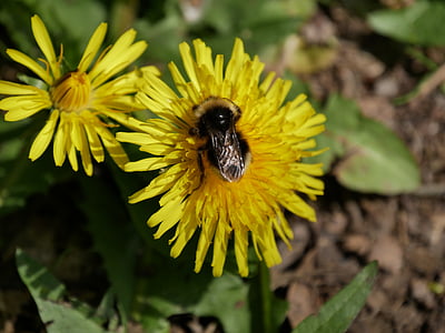 dandelion, bee, yellow, pollen, honey bee, flower, close