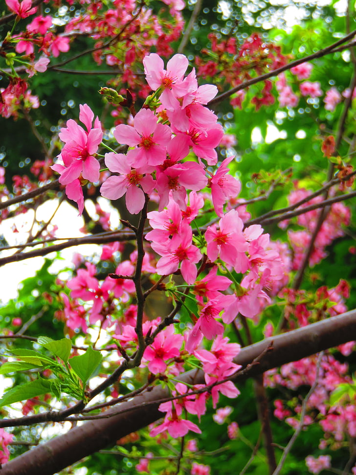 Kirsebærblomster, yoshino yīng, blomst, våren, rosa, anlegget