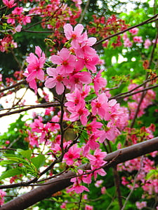 kirsi õied, Yoshino yīng, lill, kevadel, roosa, taim