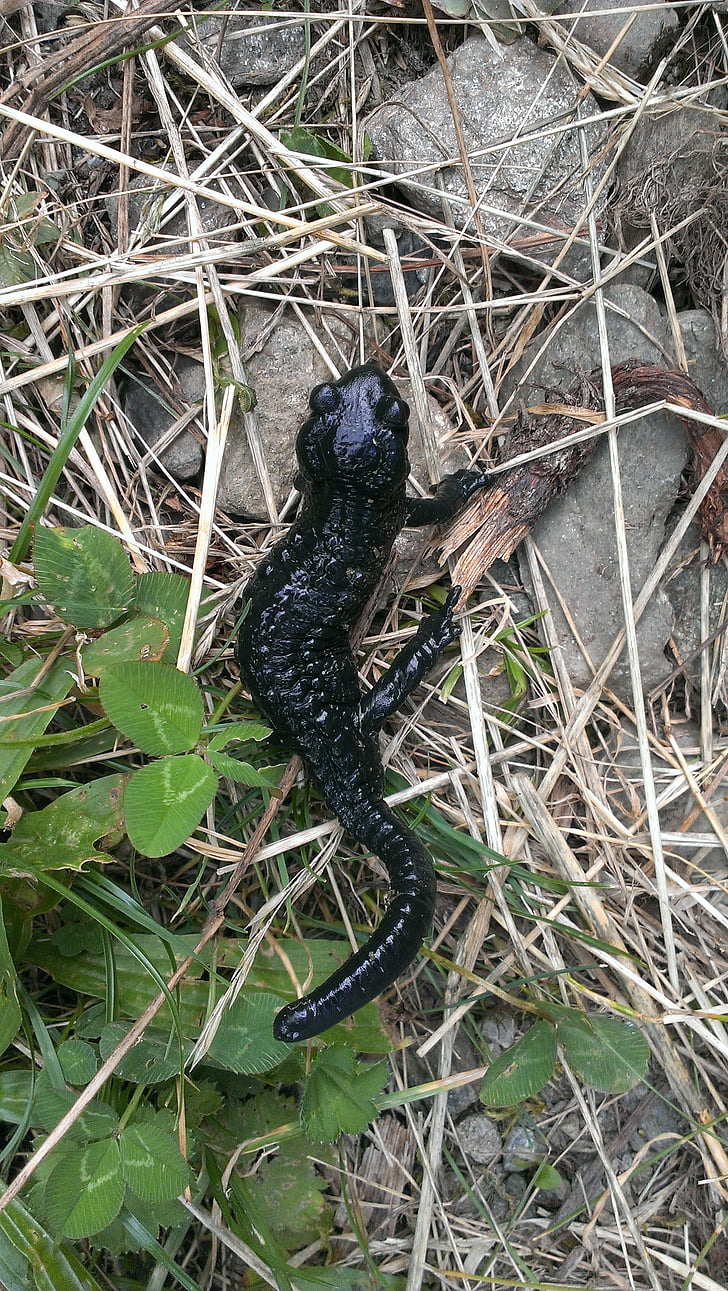 newt, amphibian, black, grass, stones