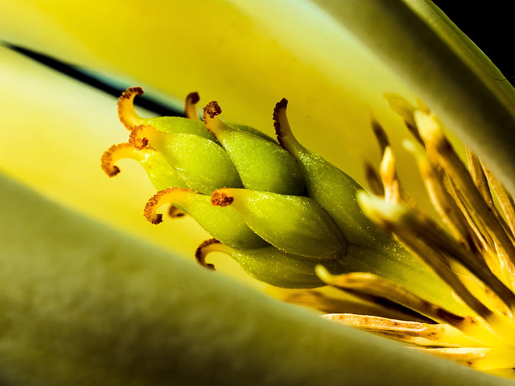 Michelia champaca, květ, Bloom, bílá, žlutá, Příroda, detail, závod