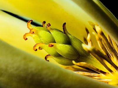 Michelia champaca, Блосъм, Блум, бял жълт, природата, едър план, растителна