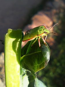 scarabée verte, Col, insecte, petit, ensoleillée, plante, vert