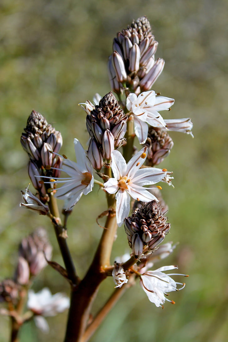 flor, natura, primavera, blanc, flors de primavera