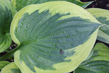 lírio de Plantain, Hosta, folha, verde, folhas, com nervuras, planta