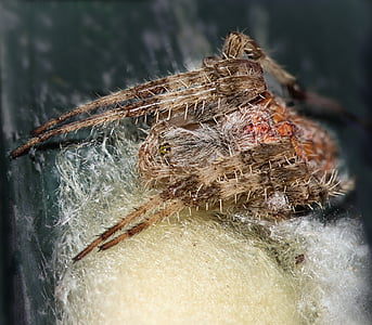 pók, gubó, selyem, pók hálójában, makró, egy állat, közeli kép: