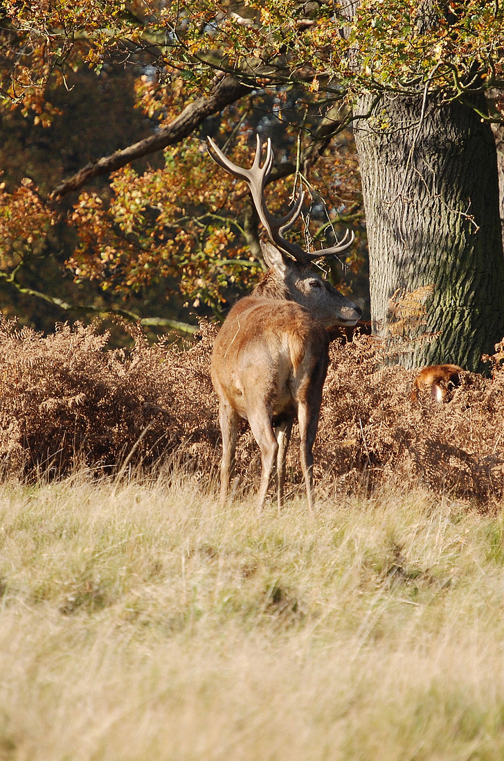 cerf, Red deer, Cervus elaphus, Parc de Richmond, faune, bois