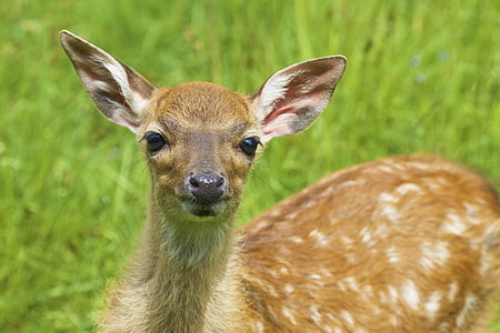 jelen, Bambi, mladi, prosto živeče živali, narave, živali, divje