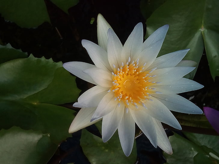hoja de loto, Lotus, plantas de agua, flores, Lago de Lotus, loto blanco, Cuenca del loto